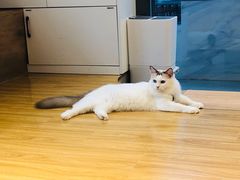 -啵啵喵·猫咖(攀华国际店)