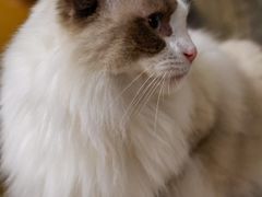 -猫猫幼稚园·撸猫·桌游·电玩