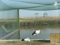 -盐城丹顶鹤湿地生态旅游区