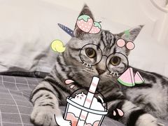 -瑞派福兴宠物医院犬猫全科·骨科·中西医结合(河东店)