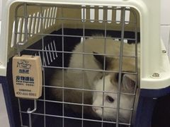 -北京赛佳动物医院