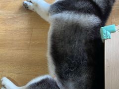 -Husky Go! 哈士奇体验馆·宠物咖啡厅狗咖