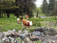 -硗碛藏寨·神木垒景区