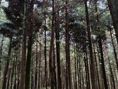-重庆睡佛山森林公园