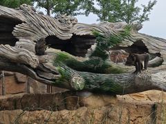 -北京野生动物园