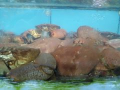 蛋黄焗荷包蟹-龙溪海鲜酒家(溪涌店)