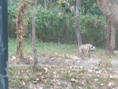 -清迈夜间动物园