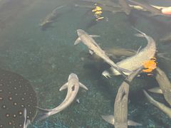 -邯郸海洋世界