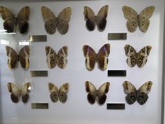 -上海昆虫博物馆