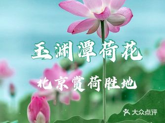 玉渊潭公园：百亩禾田枝枝荷花绽放