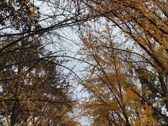 -三里屯东五街银杏大道