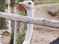 -青藏高原野生动物园