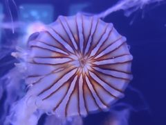 -青岛海底世界-水族馆