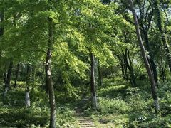 -老山国家森林公园