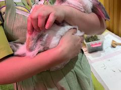 -宠物兔专门店(天丰利市场店)