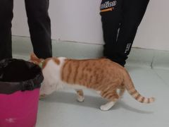 -汪喵宠物医院·骨科心脏影像·犬猫急重症ICU诊疗中心(成华分院)