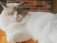 -蓝鲸·缅因猫舍