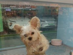 -FAELING PETS美天灵宠物(合生汇店)