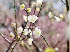 -梅花山(明孝陵内)
