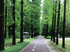 -黄海国家森林公园