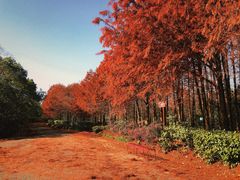 -上海海湾国家森林公园