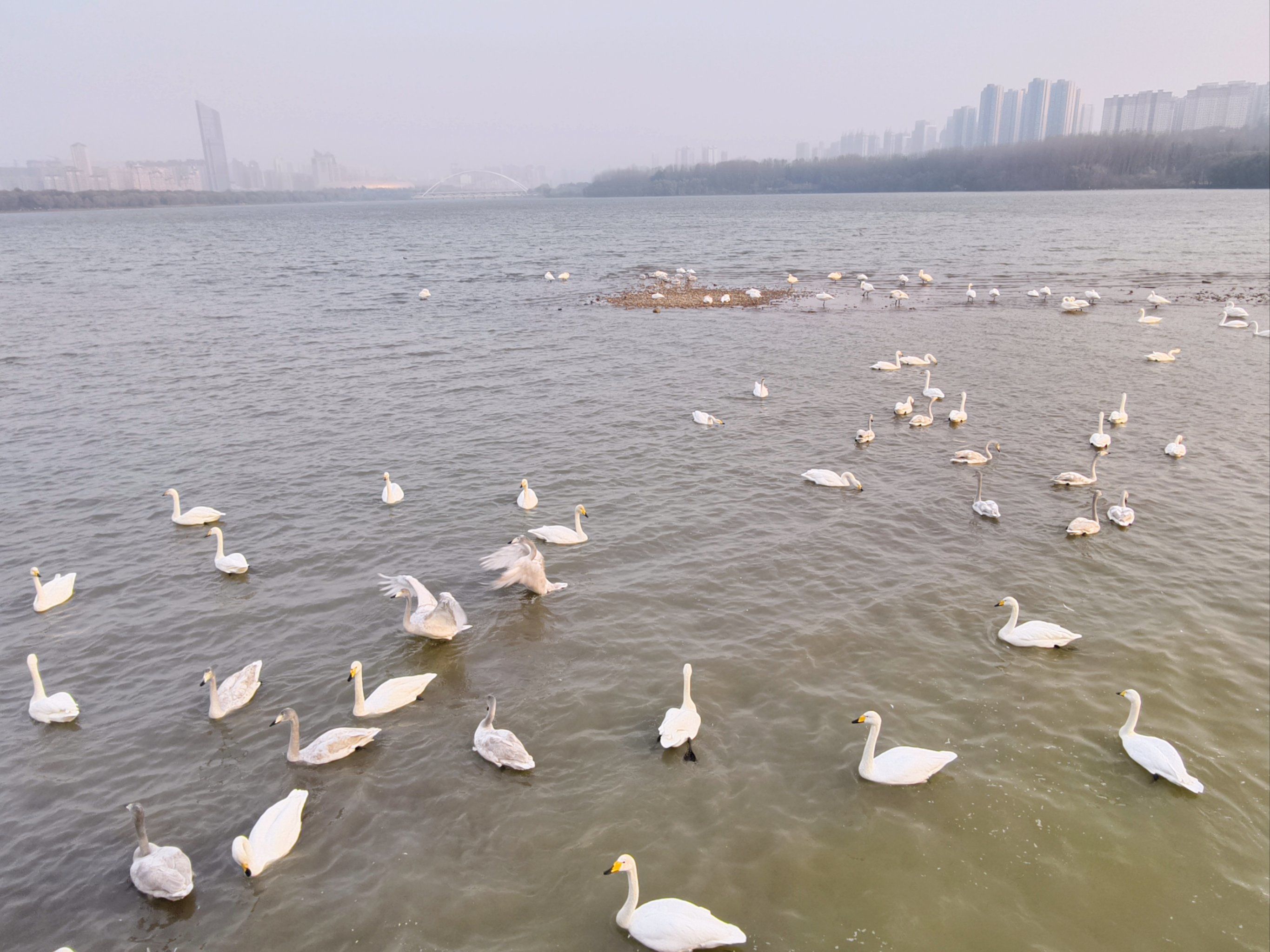 城市里的天鹅湖