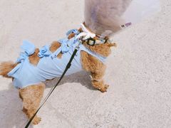 -康旭宠物医院(郑州总院)