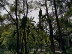 -深圳国际园林花卉博览园