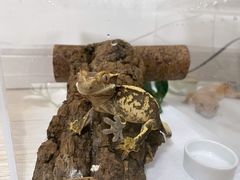 -酷以爬仙阁实体爬宠店·守宫·蜥蜴·专业繁育