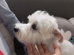 -pd派德宠物中心医院24H急重症·眼科中心·血液透析中心(嵩山北路店)