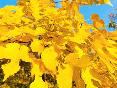 -北京西山国家森林公园