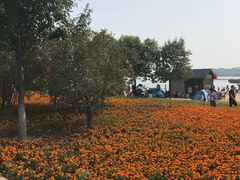 -武清南湖绿博园