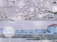 -烟墩角天鹅湖