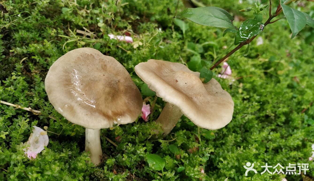 桃花开放的季节春雨之后桃树周围会长出桃花菌