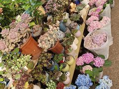 -双季花艺园艺市场(浦东店)