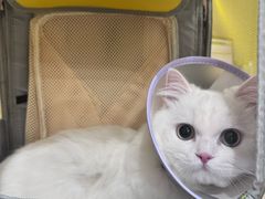 -四月宠物医院·猫专科·心脏专科·内科(转塘店)