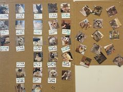 -楼上猫咖(罗湖店)