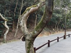 -普陀山风景区-佛顶山