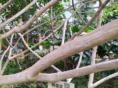 -呀路古热带植物园