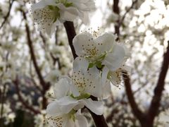 iphone_upload_pic-景山公园