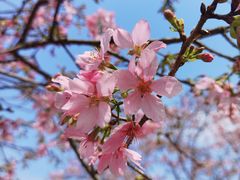 -天适樱花悠乐园