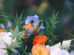 -花生FM_FLOWERS