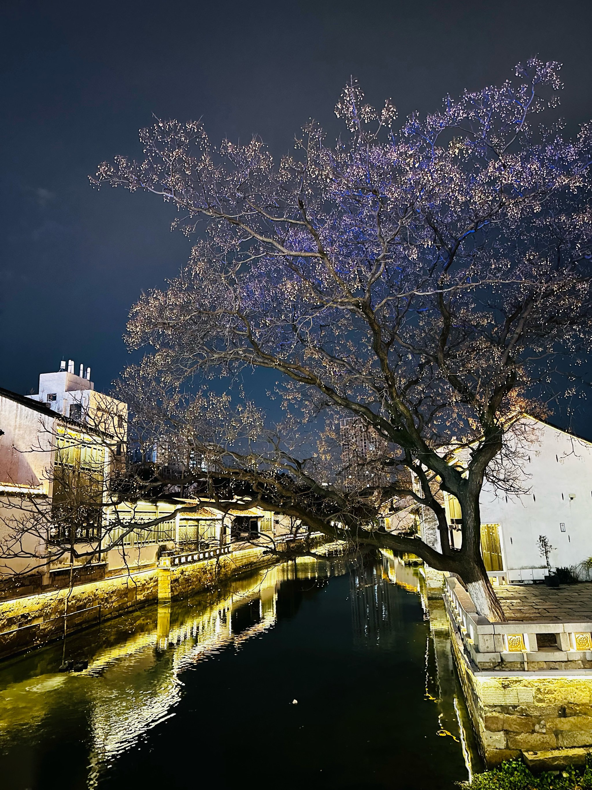 青果巷夜景图片