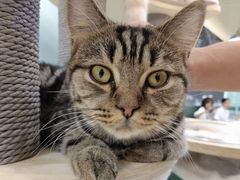 -安格丽娜·狗咖·猫咖羊驼咖(春熙路百盛商场店)