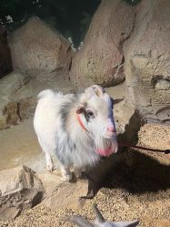 点击看大图 -酷嗒动物文化乐园(cutezoo西溪乐天城店)