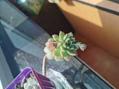 -宽巷子成都火锅(南站店)