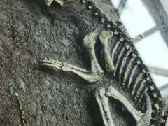 -诸城市恐龙博物馆