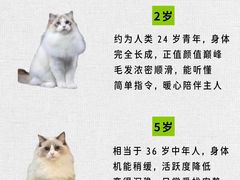 -翊宠yipet猫狗购宠庄园犬舍•猫舍
