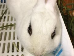 -藦茜花园宠物主题亲子互动体验馆(国顺东路店)
