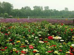 -北京东方普罗旺斯薰衣草庄园